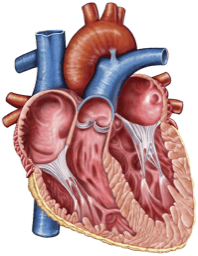 DOC-CONNECT pour la Chirurgie cardio-vasculaire